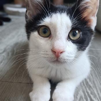 Korneel
