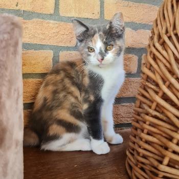 Vera