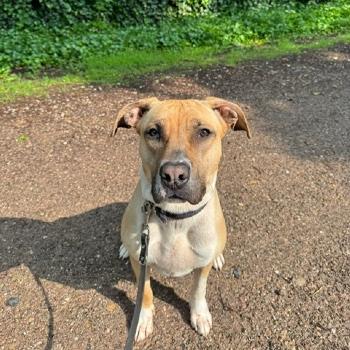 Tilly (verblijft in Tilburg)