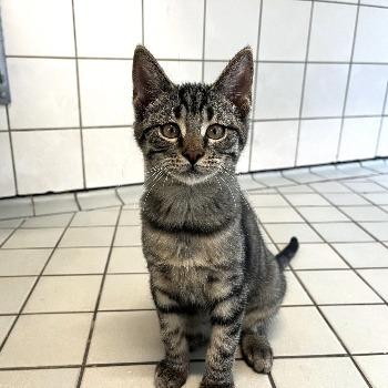 Kitten-3834