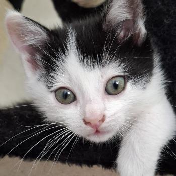 Olaf (met Odie, Olivier en / of Oreo)