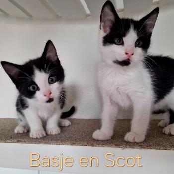 Basje en Scot