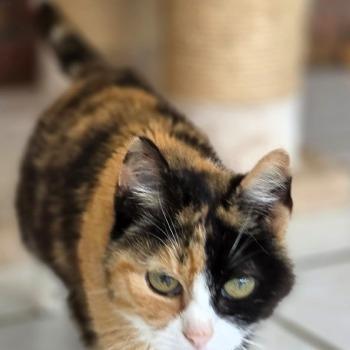 Meissie