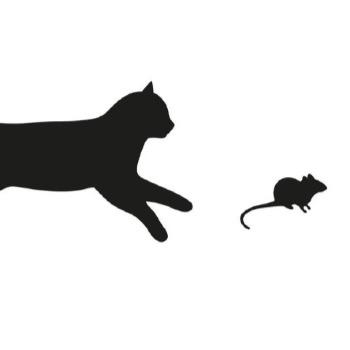Boerderijkat