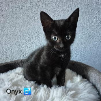 Onyx
