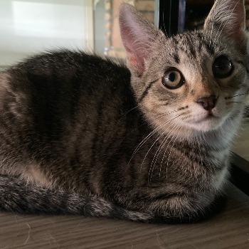 Kitten Nana