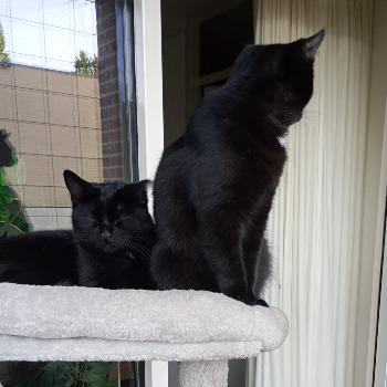 Lily en Lola