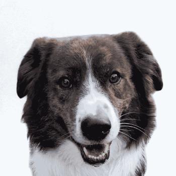 Otis