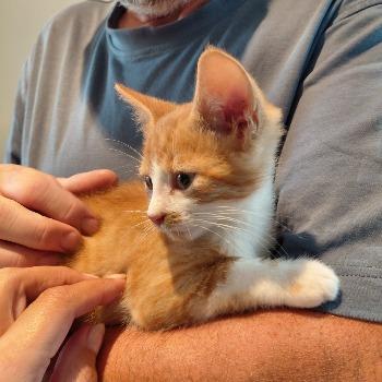 Kittens Moustache en Balleke