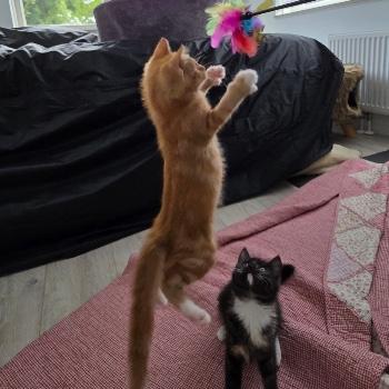 Nala & Nibbit