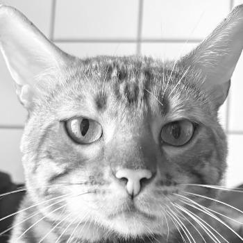 Simba