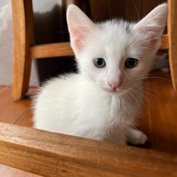 Nala