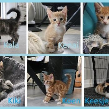 KALA, KENAI, KOKO, KIKI, KOEN en KEESJE