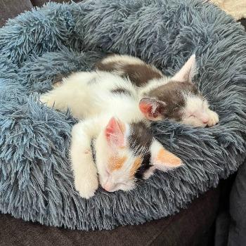 Fleur & Bommel
