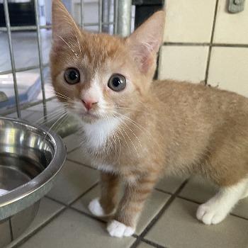 Kitten-3800