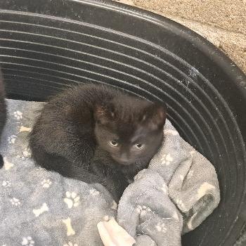 Kitten