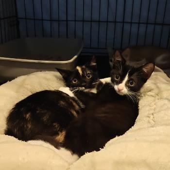 Oreo & Fifi
