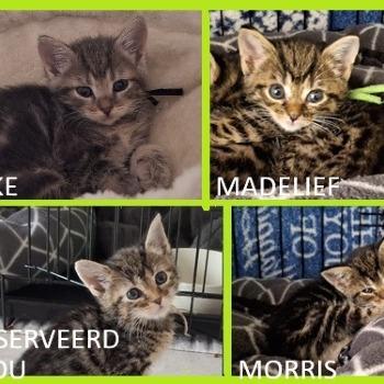 Minke, Madelief, Minou en Morris