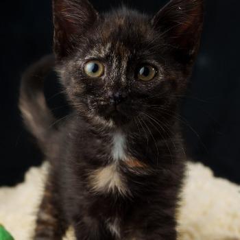 Skunk (met Maki, Muis of Haas)