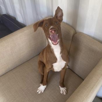 Igor