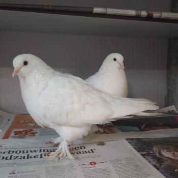 Jip en Janneke