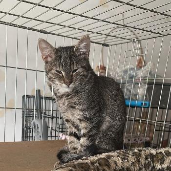 Kitten Anneke