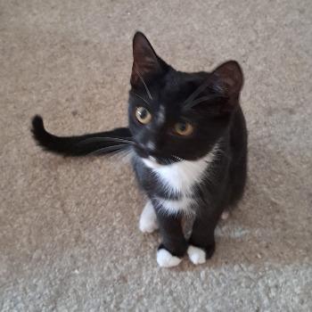 Tico