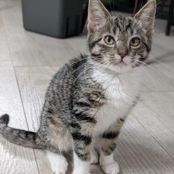 Lorenzo