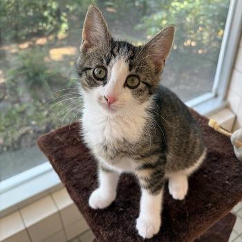 Kitten-3788
