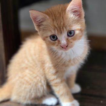 Arthur (mèt Jenny, Joyce, Rachels en / of Dirk)