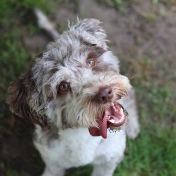 Max