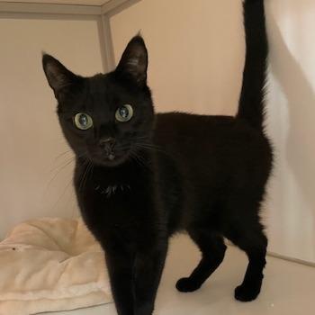 Feline