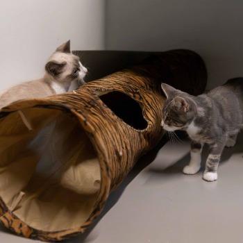 Kittens Maverick en Marlo (geboren mei 26)