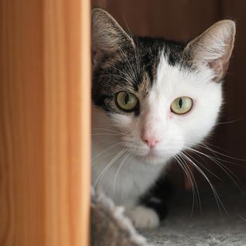 Mimi