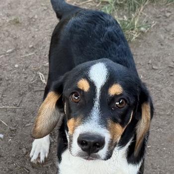 Tygo