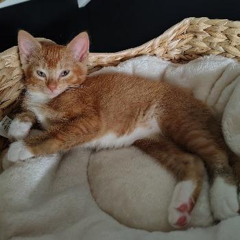 Kitten-3779 Papaya