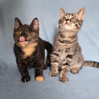 Bellatrix en Tijgertje