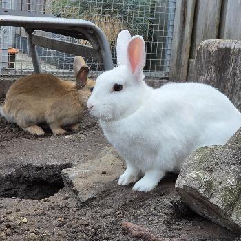 Amber & Snowy