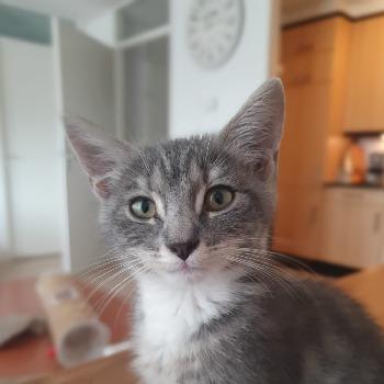 Rosie