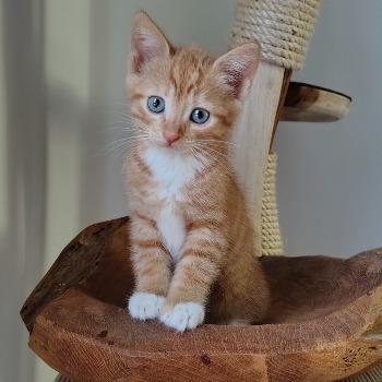 Kitten-3783 Peach