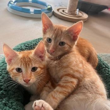 Kittens (10) gastgezin Judith