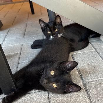 Sammie (met Smoky!)
