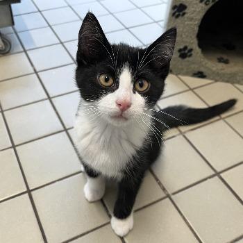 Kitten-3848 Jip