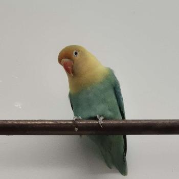 Sunnie Blue