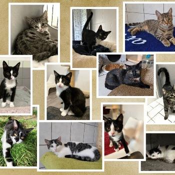 Héél veel kittens!! Katertjes en poesjes.