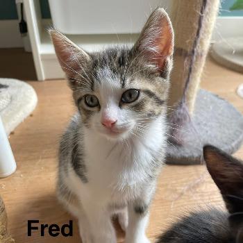 Fred 15731