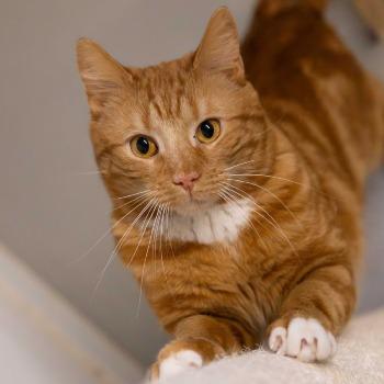 Garfield (3 jaar)