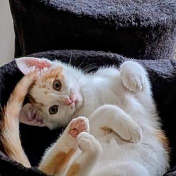 Loki