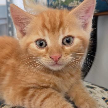 Jasper (met broertje of zusje)