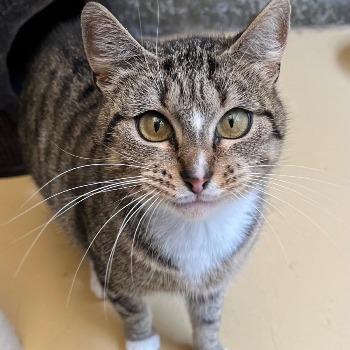 Pip